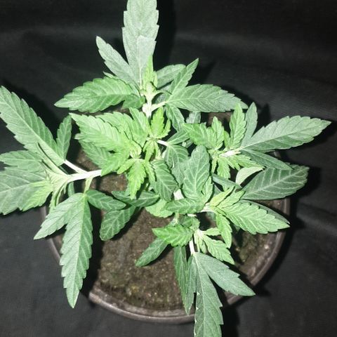 Blue kush 6 2025 growlog timeline photo