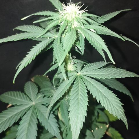 AmzXRedP 3 2025 growlog timeline photo