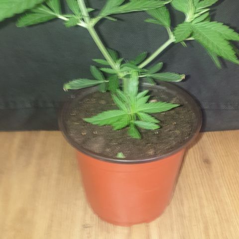 Blue kush 6 2025 growlog timeline photo