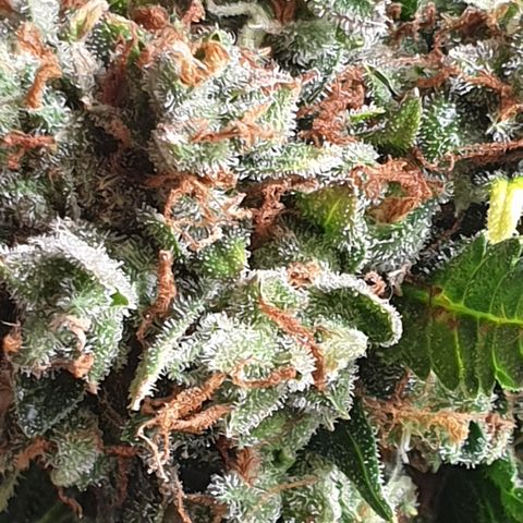 BlueDream 5 2025 growlog timeline photo