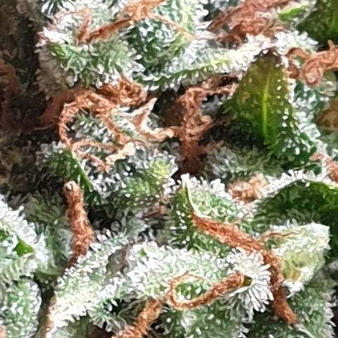 BlueDream 5 2025 growlog timeline photo