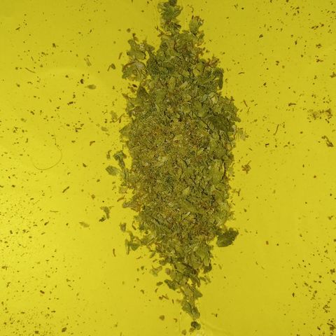 BlueDream 5 2025 growlog timeline photo