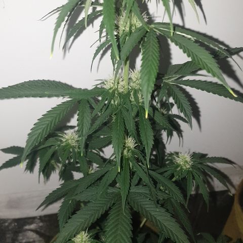 Cookies gelato 1 2025 growlog timeline photo