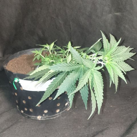 Special Q 2025 growlog timeline photo