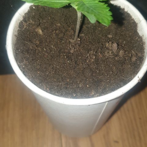 AmzXRedP 3 2025 growlog timeline photo