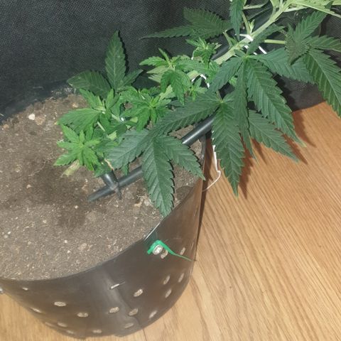 Special Q 2025 growlog timeline photo