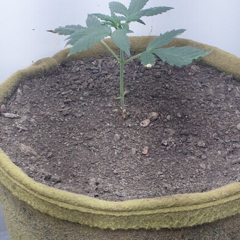 Cookies gelato 1 2025 growlog timeline photo
