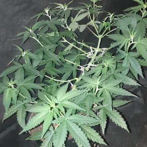 Special Q 2025 growlog timeline photo