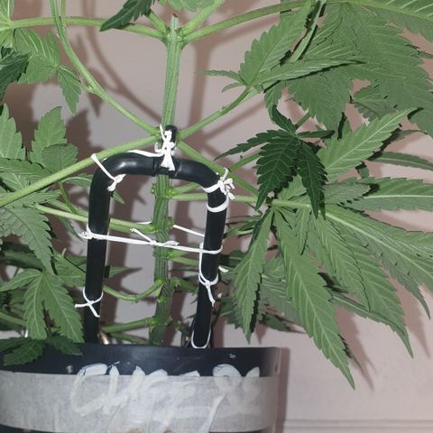 Special Q 2025 growlog timeline photo