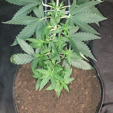 Special Q 2025 growlog timeline photo
