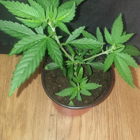 Blue kush 6 2025 growlog timeline photo
