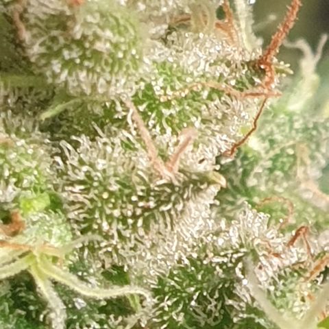 AmzXRedP 2 2025 growlog timeline photo