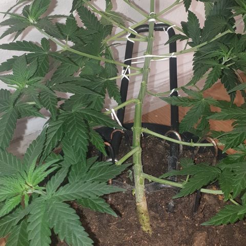 Special Q 2025 growlog timeline photo