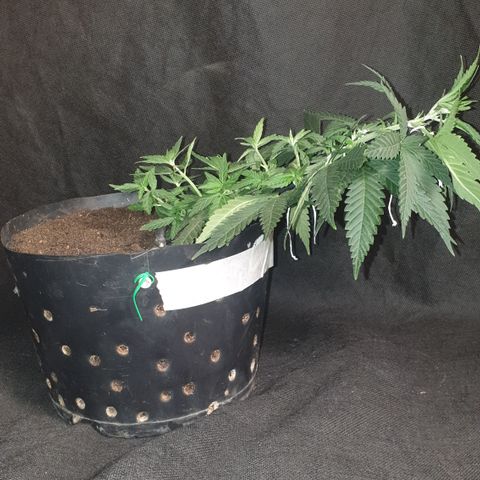 Special Q 2025 growlog timeline photo