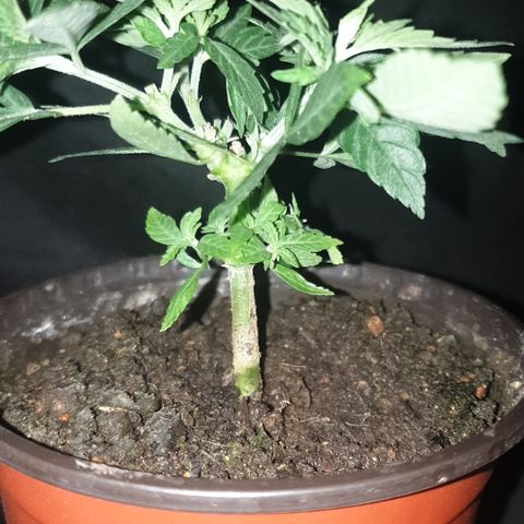 Blue kush 6 2025 growlog timeline photo