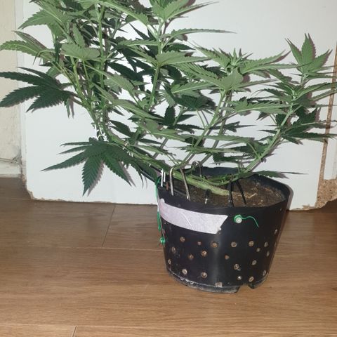 Special Q 2025 growlog timeline photo