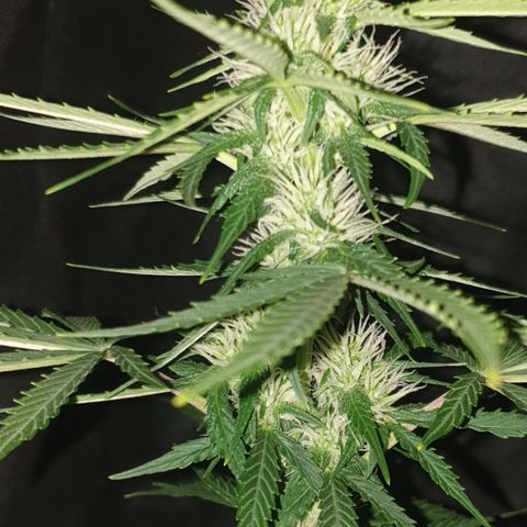 Cookies gelato 1 2025 growlog timeline photo
