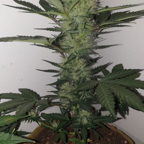 Gurllia Cookie 2025 growlog timeline photo