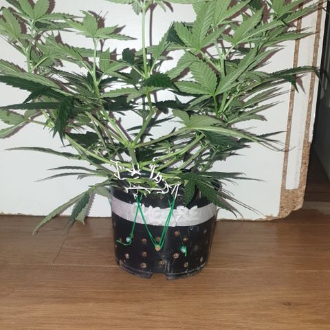 Special Q 2025 growlog timeline photo