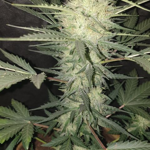 Gurllia Cookie 2025 growlog timeline photo