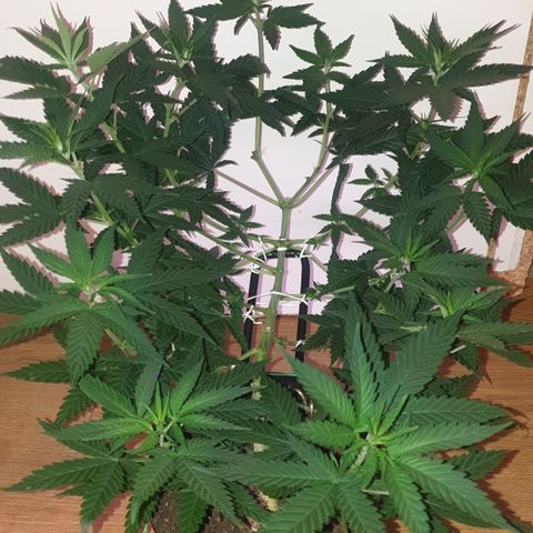 Special Q 2025 growlog timeline photo