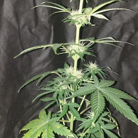 AmzXRedP 3 2025 growlog timeline photo