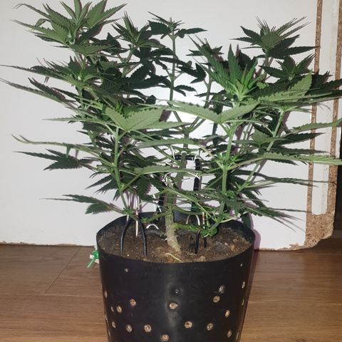 Special Q 2025 growlog timeline photo