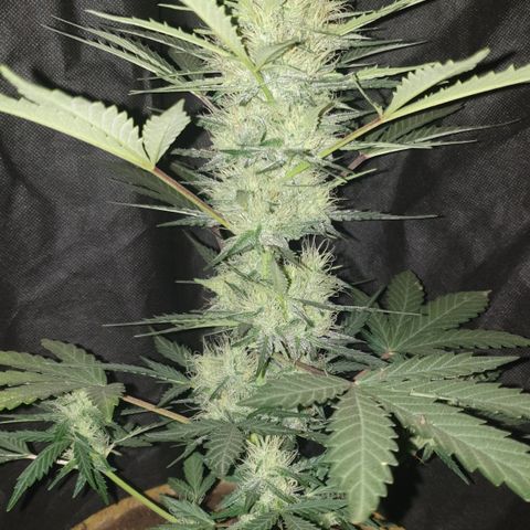 Gurllia Cookie 2025 growlog timeline photo