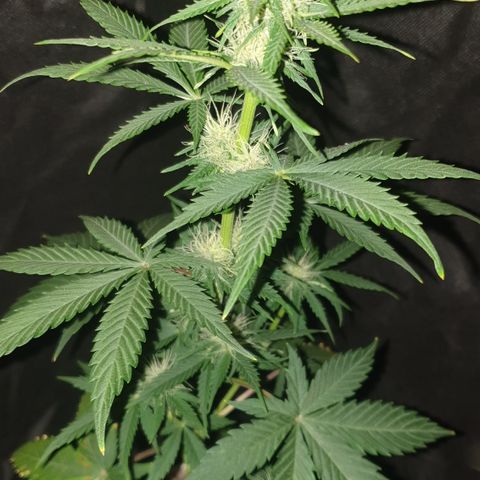 AmzXRedP 3 2025 growlog timeline photo
