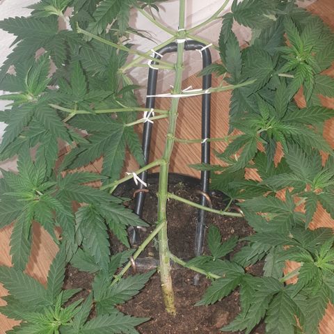 Special Q 2025 growlog timeline photo