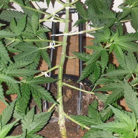 Special Q 2025 growlog timeline photo