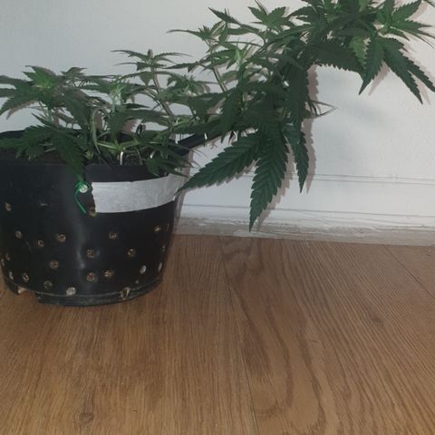 Special Q 2025 growlog timeline photo