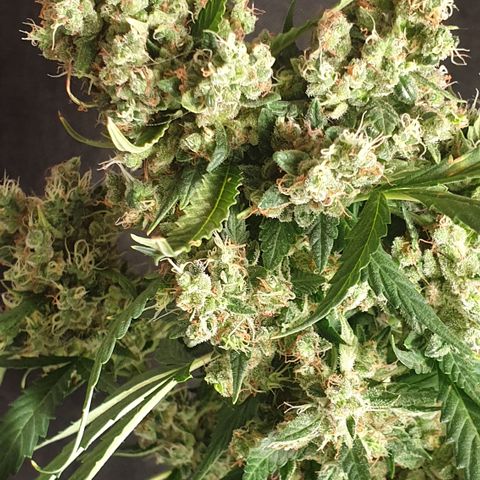 AmzXRedP 2 2025 growlog timeline photo