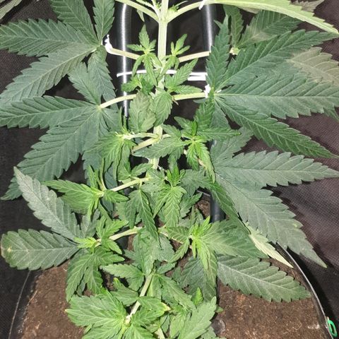 Special Q 2025 growlog timeline photo