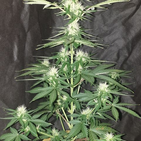 Cookies gelato 1 2025 growlog timeline photo