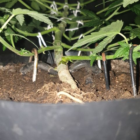 Special Q 2025 growlog timeline photo