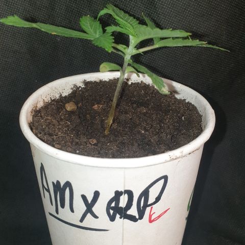 AmzXRedP 3 2025 growlog timeline photo