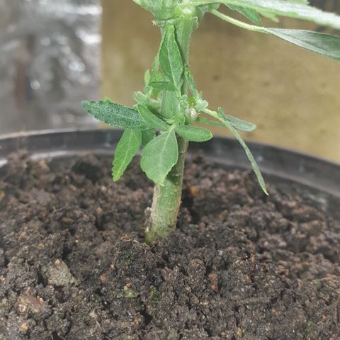 Blue kush 6 2025 growlog timeline photo