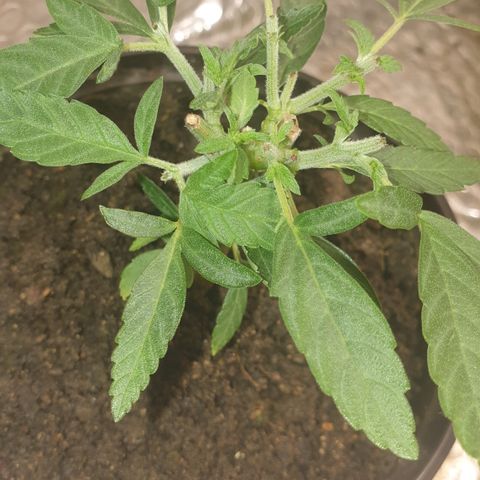 Blue kush 6 2025 growlog timeline photo