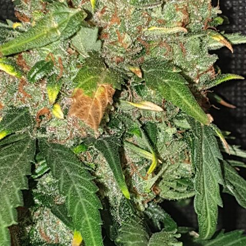BlueDream 5 2025 growlog timeline photo