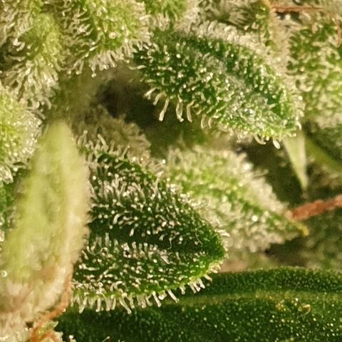 AmzXRedP 2 2025 growlog timeline photo