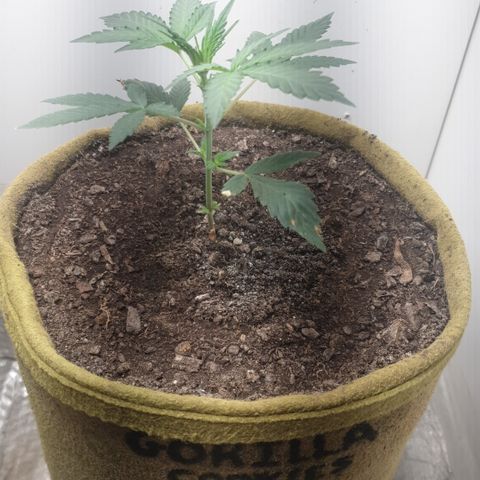 Gurllia Cookie 2025 growlog timeline photo