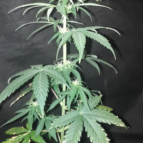 AmzXRedP 3 2025 growlog timeline photo