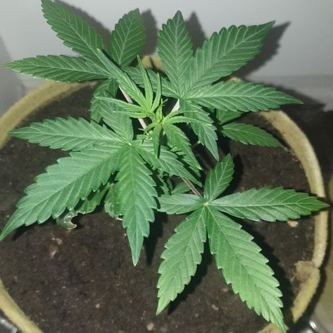 Gurllia Cookie 2025 growlog timeline photo