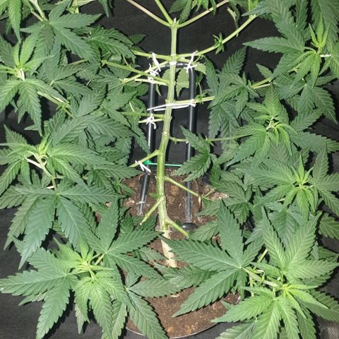 Special Q 2025 growlog timeline photo