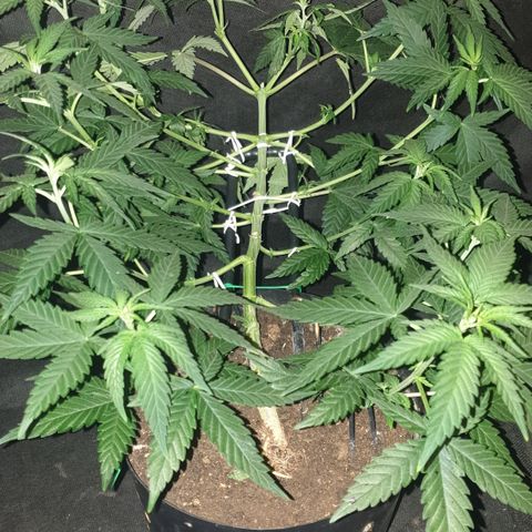 Special Q 2025 growlog timeline photo