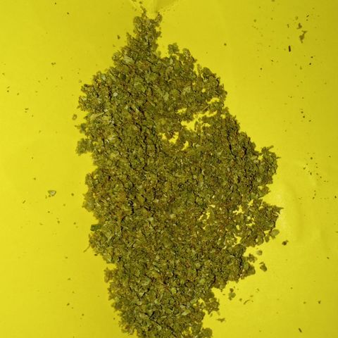 Blue Kush 3 2024/25 growlog timeline photo
