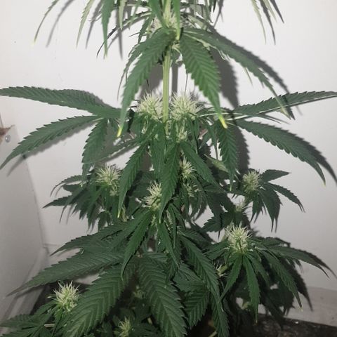 Cookies gelato 1 2025 growlog timeline photo