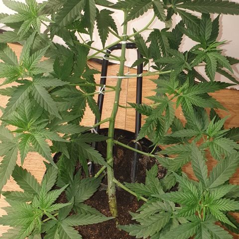 Special Q 2025 growlog timeline photo