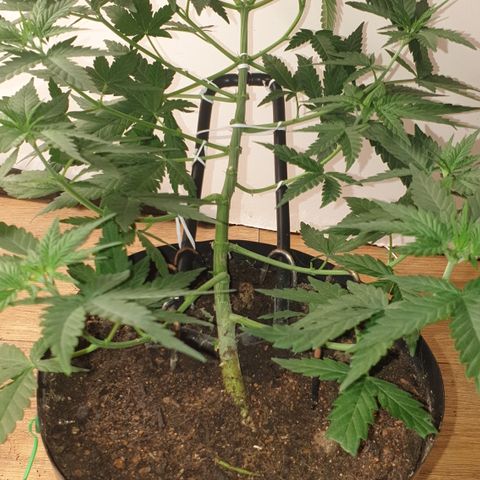 Special Q 2025 growlog timeline photo
